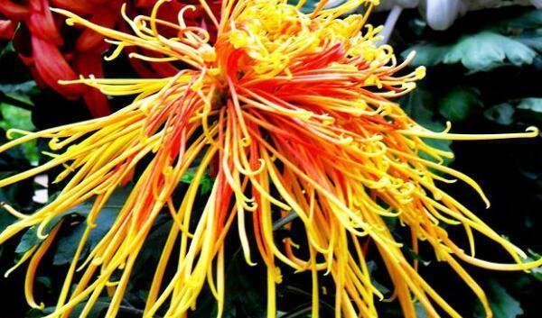 适合秋天养护的花卉,花期长颜值高,晒晒太阳开花一茬又一茬