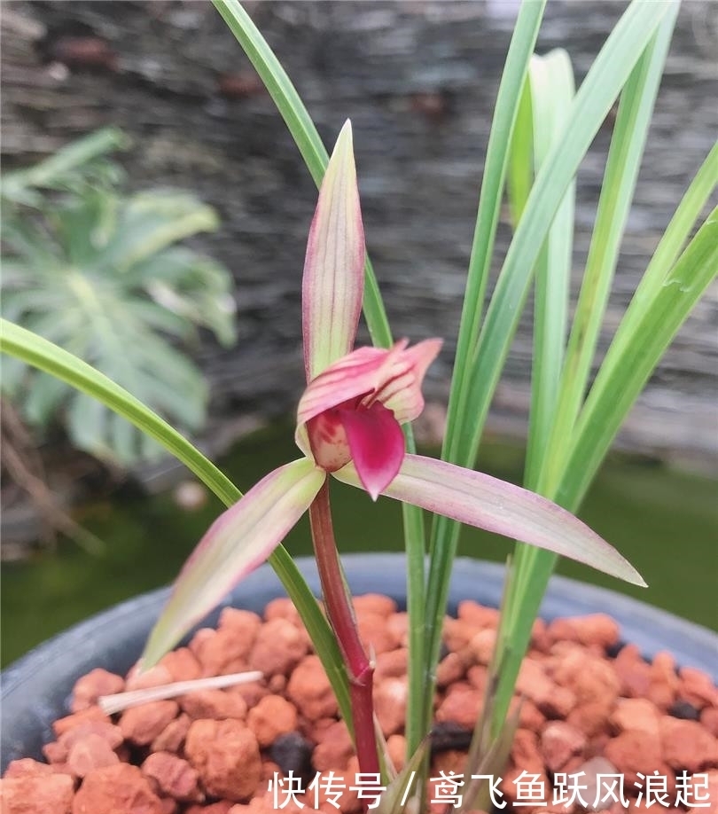 春兰顶级红素“滇红素”,花色亮眼,香味扑鼻,新手完全可以驾驭