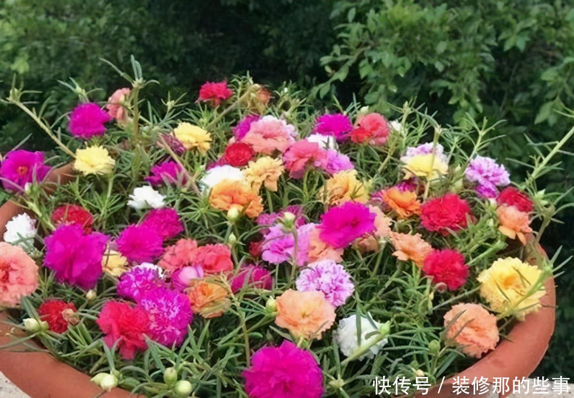 花卉|夏天养花，别犯3个错，避免黄叶烂根，过不去夏