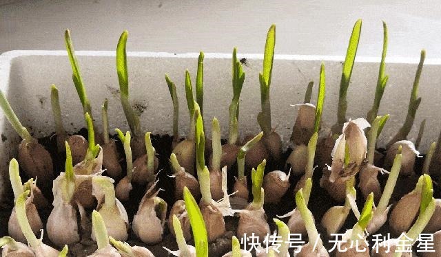 葱花、蒜末、姜末、香菜、韭菜,到底该如何保存!