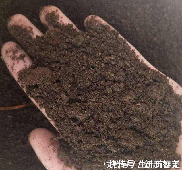 羊粪养花好？3个害处不知道，越养越心烦，还很容易养死