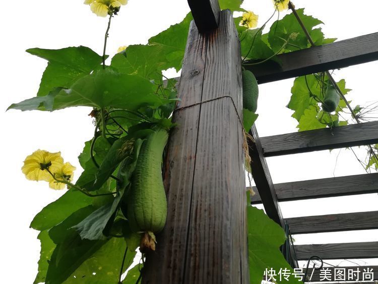 55㎡屋顶花园改造，经过300多天的努力，终于看到了花开满园