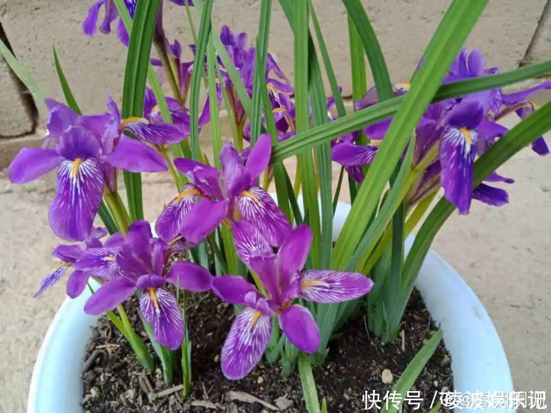 牡丹吊兰|懒人适合养什么花，浇水少，不挑土，它比人还懒！