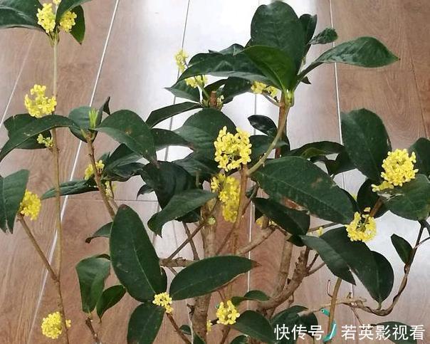 想让家里常年飘香,就养殖3种花卉,管理简单、易爆盆