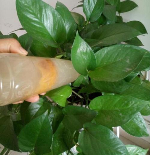 养花|万能橘子皮,养花好宝贝,盆里放一点,叶绿开花多