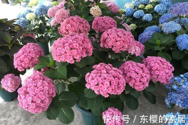 植株|修剪绣球花，早了晚了都不行，这样修剪，植株壮实、花大色艳