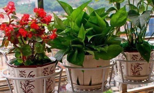 家家都有的1种垃圾,养花盆里放一些,养啥旺啥,轻松爆盆!