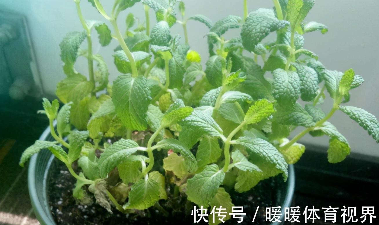 芦荟|这3款植物既能赏又能吃,盆栽养眼、养身!