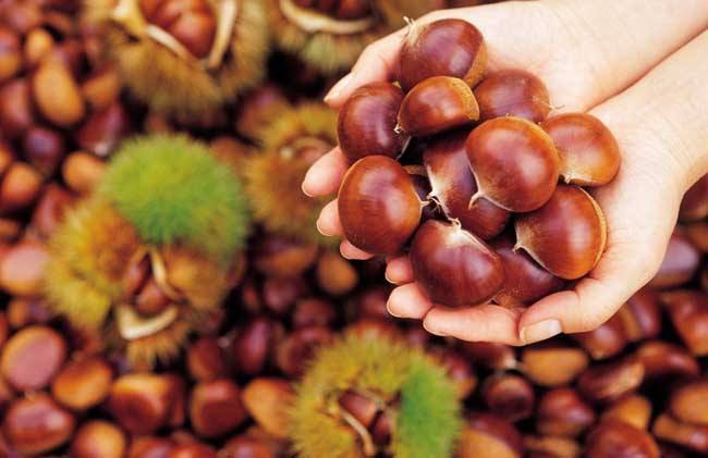 雌激素|它是叶酸的携带者,女性常食,通乳散结可预防乳腺癌