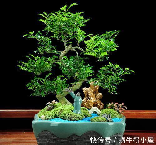 3种花越养越旺,养成老桩盆景更值钱,摆在家里惬意美好!