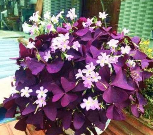 现在买年宵花有讲究,5种花再喜欢也别买,都是商家的智商税