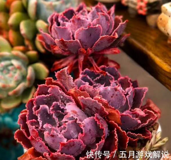 养多肉晚霞之舞,牢记掌握4个要点,叶片肥美自带仙气,美极了