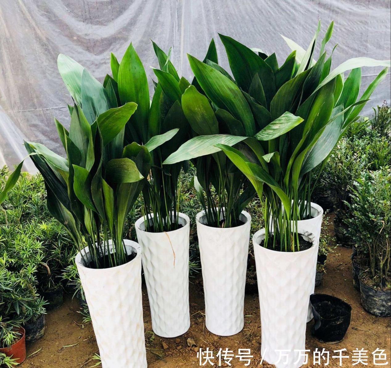 成活率|大蒜真是个“宝”,养花就有4大妙用,甭错过!