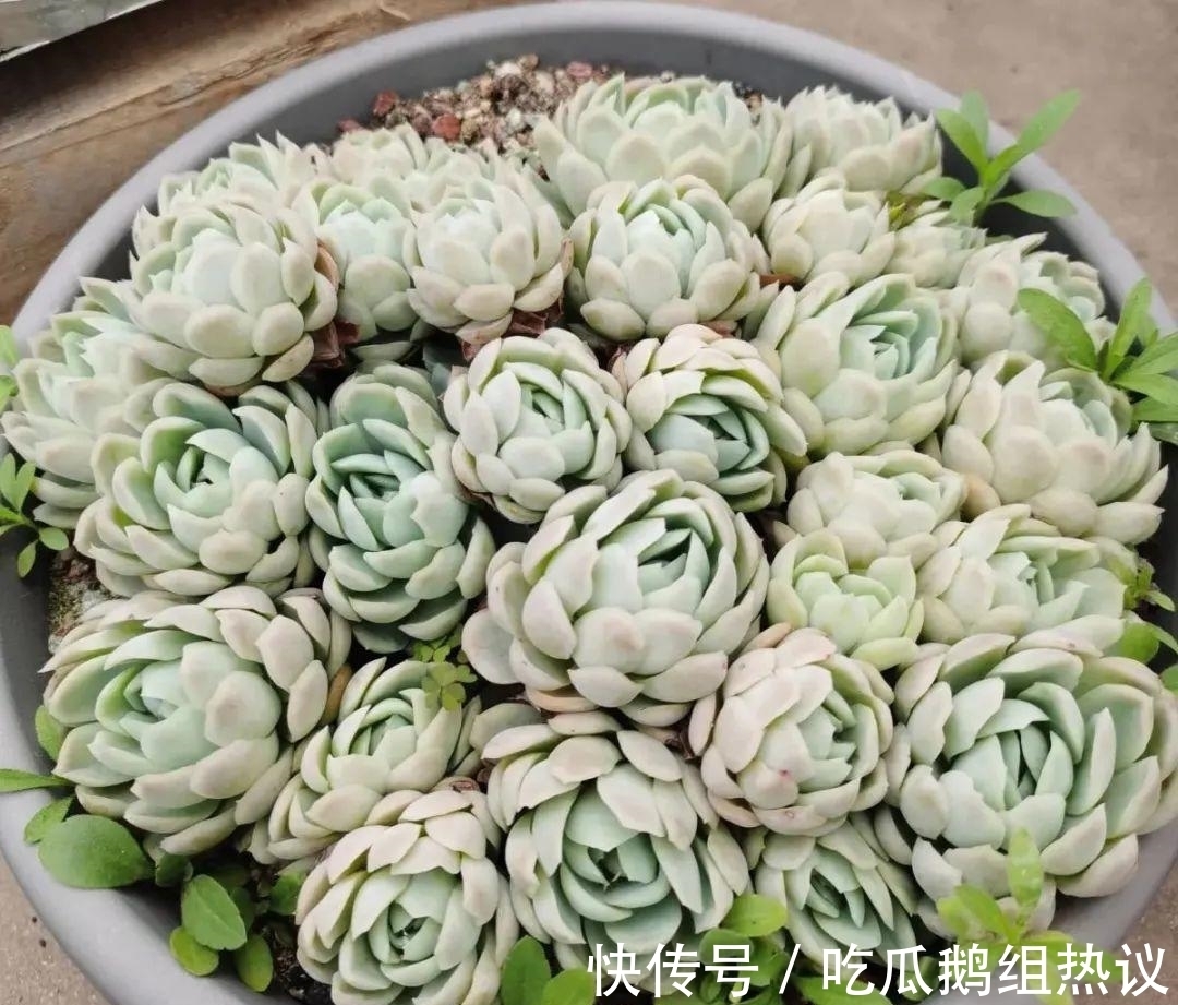 种花|9种花,夏天休眠了,一定少浇水,否则越浇越死