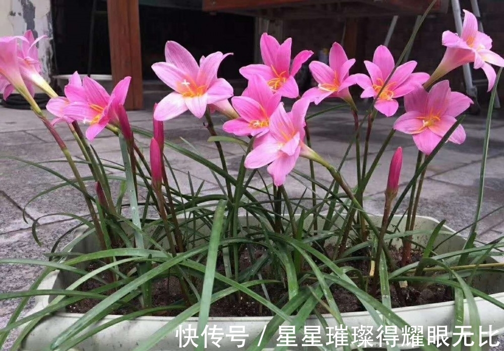 养殖|阳台养风雨兰,新人该怎么打理?想要多开花,就该抓住这6点