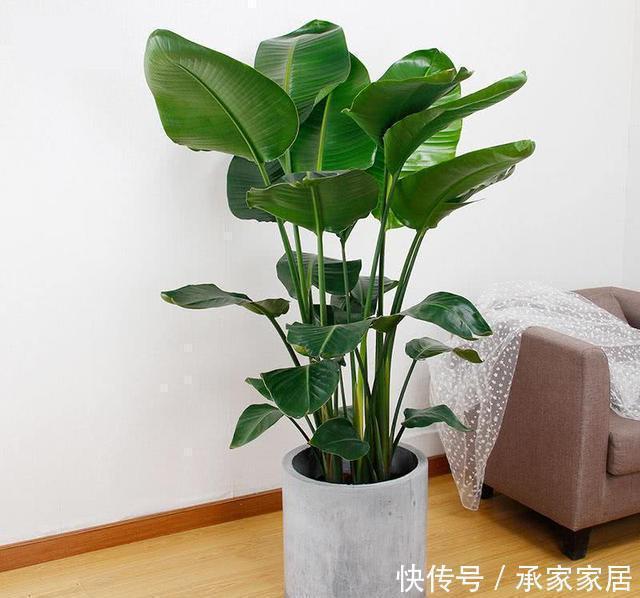 气质|五种盆栽,自带高贵气质,在家摆一盆,格调高,人人夸你眼光好