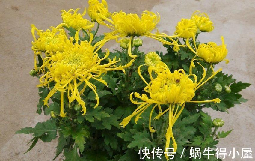 养护|做好3件事,养殖高雅的菊花,植株一年中开花不止一次