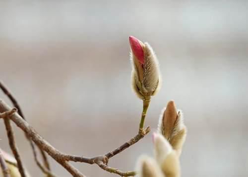 玉兰花开报早春