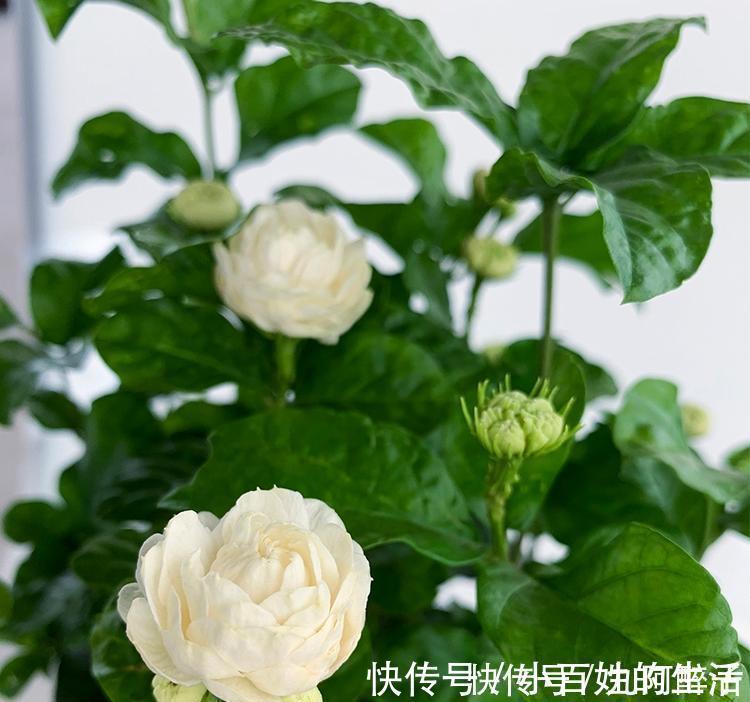 小花农|此花号称“花中仙”,姿态端庄赛玫瑰,花期200天,新手也能养