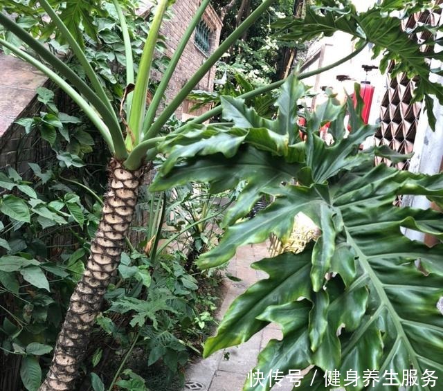 4种花太好养,沾土就能活,新手也能养爆盆!