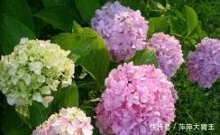 付强:冬天,月季花开