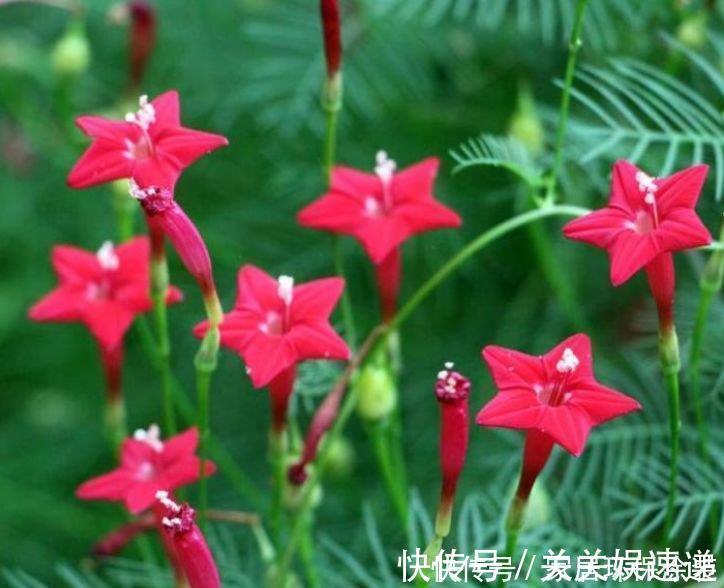 家里必养此款花卉,耐寒易打理,花美色艳,养在阳台极美了