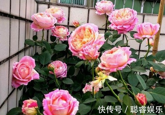 3种月季花,耐热又抗病,夏季湿热的地方也可以养,开花多还漂亮