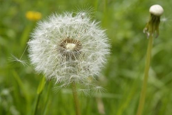 蒲公英+红枣|蒲公英和它“天生一对”,早晚坚持喝,养肝排毒,人也变年轻了