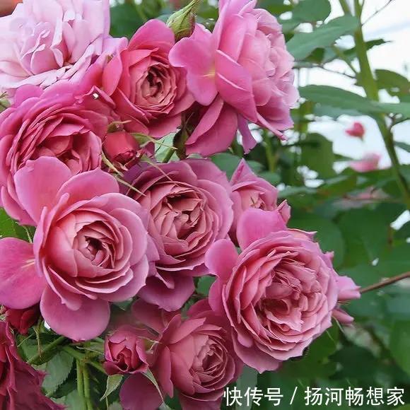 22种最漂亮的月季,一次能开300天,满屋飘香开花多