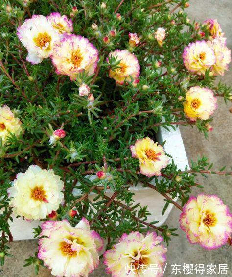 霜降|太阳花开花少,试试这个方法,花比叶多,开花到霜降