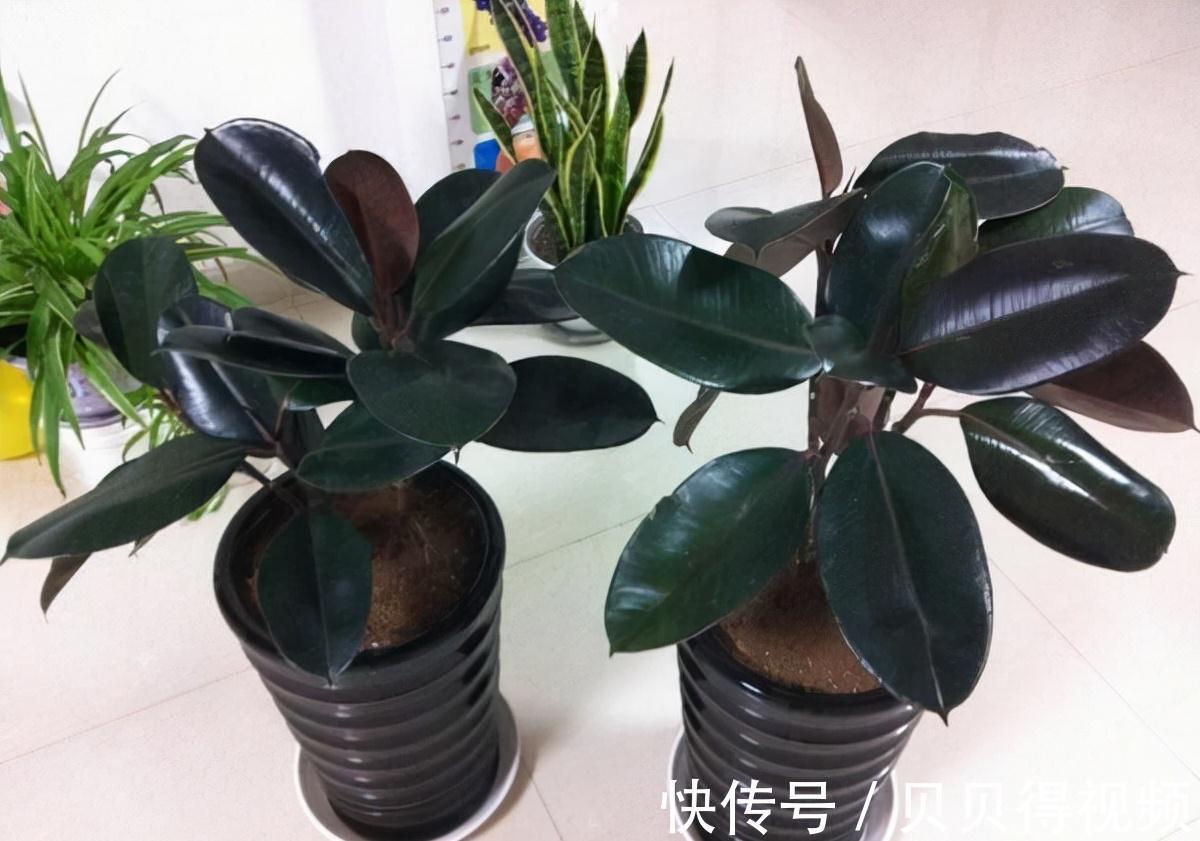 养好橡皮树，要注意这些，新芽呼呼窜，枝干能有手臂粗