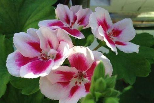 花色|花色艳丽,花瓣层层叠叠,四季有花开,花香四溢飘满屋