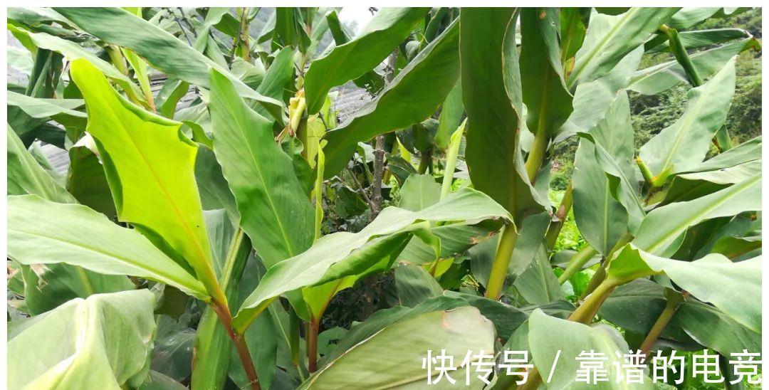 长得像生姜,吃起来像芋头,用来炖肉特别香,你家乡或许有