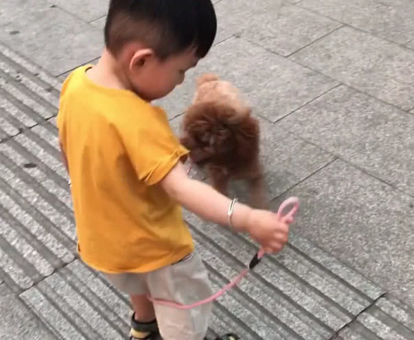 低估|“大智慧宝宝”遛狗火了,网友永远不要低估一个穿尿不湿的