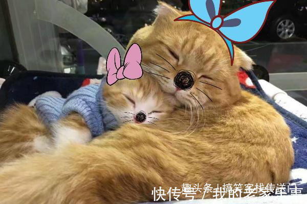 |开心一刻笑话喵星人的搞笑日常,一个个整装待发,谁给你的自信