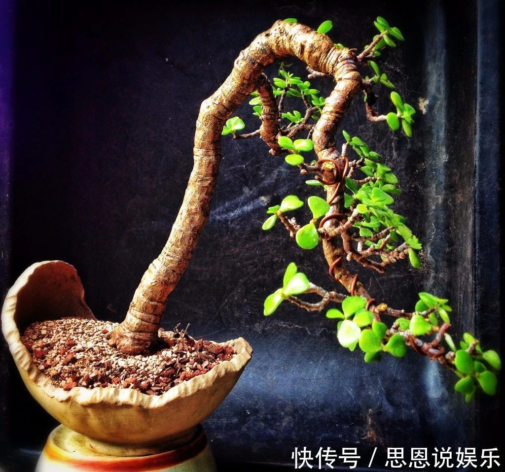 修剪|家里养“金枝玉叶”,每月修剪1次,变成盆景老桩,越来越值钱