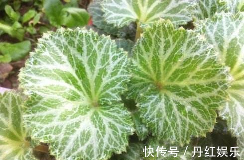 老中医|以下几种野菜,清热解毒,开胃润肠,老中医特别喜欢