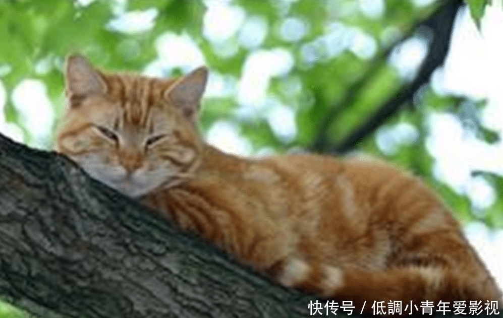 中国人为何不吃猫肉?原来李时珍早就给出答案,古人早已试过