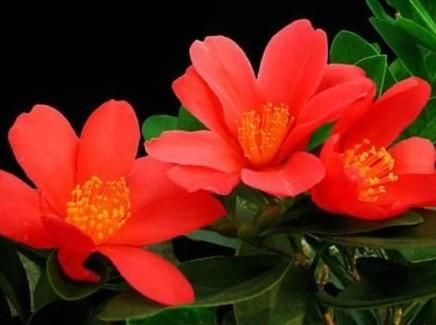 花期最长的茶花，四季茶花怎么养护知道吗？注意几点四季都能开花