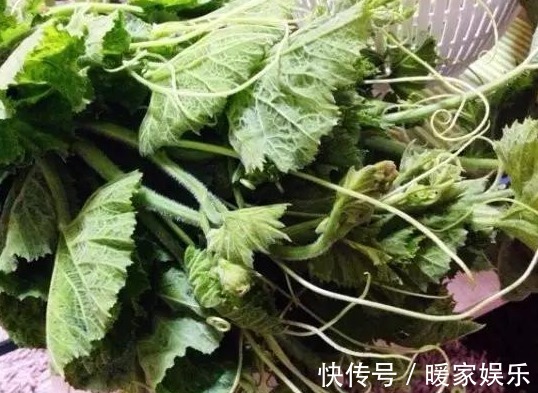 瓜藤|乡下常见的瓜藤,是治疗高血压的良药,常吃血压蹭蹭往下降!