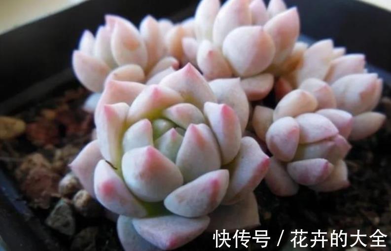 秋天降温后，5种花赶紧扦插，不黑腐生根快，一盆轻松变多盆