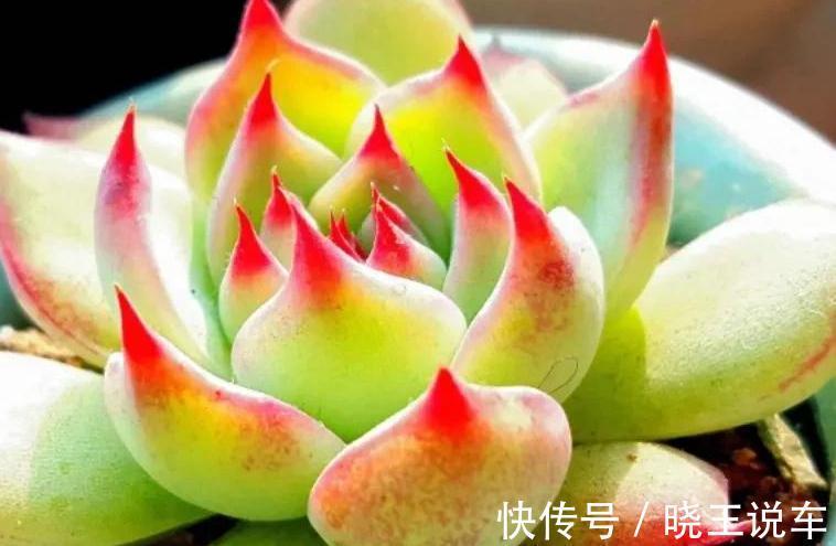 花生壳养多肉不烂根,长势好,株型肥美又漂亮