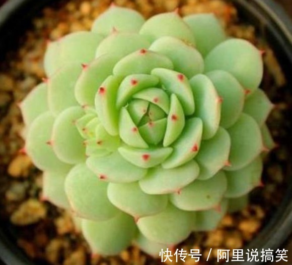 精挑细选32种多肉植物，1分钟掌握养护技巧，非常实用