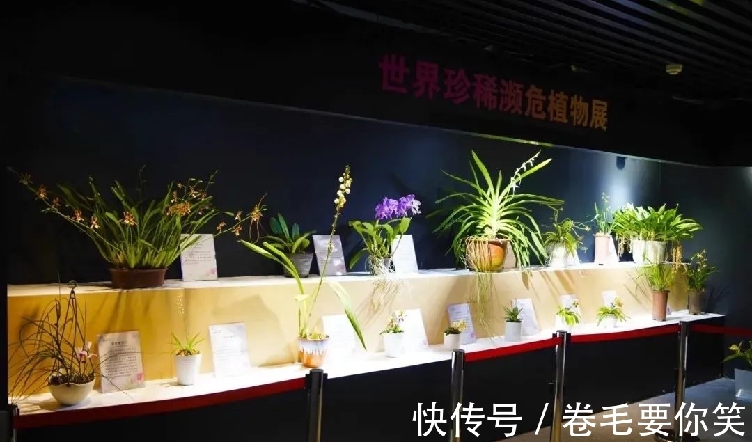 植物展&橙黄橘绿时，与您共相约