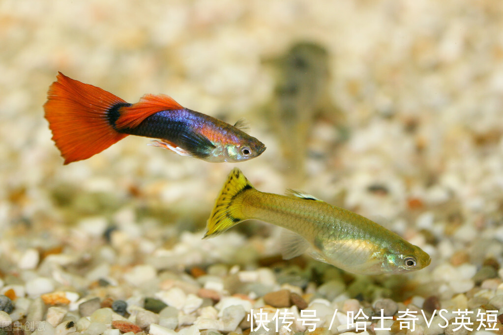 水族|对新人极其友好,十大养不死的观赏鱼