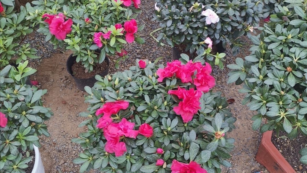 家里养4种花,容易缺铁,每月浇一次硫酸亚铁,长得旺叶子绿