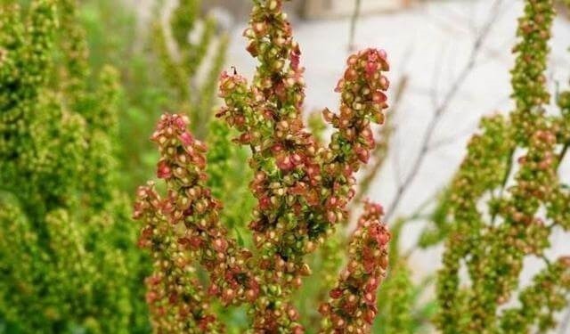 食用|这种“野菠菜”,割完玉米地就出来,营养价值高,很少见