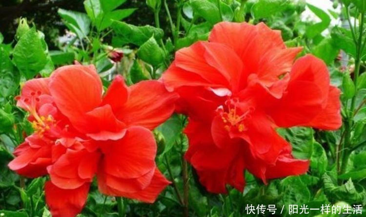 朱瑾花|适合冬天养护的4种花,花朵硕大花量大,美轮美奂