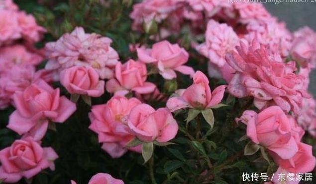 花朵|20款露台月季品种,超级丰花、适合露台、阳台盆栽,皮实好养