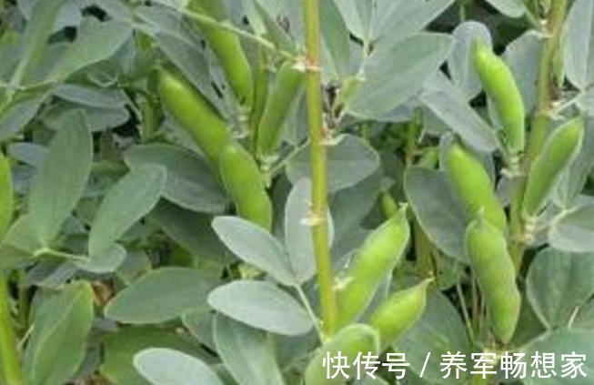 利湿|蚕豆健脾利湿、清毒解热,农民掌握种植要点,收获吃不完的蚕豆